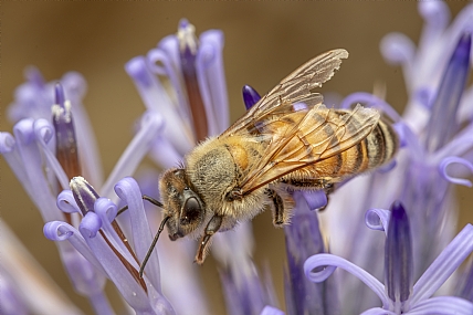 דבורה על הפרח