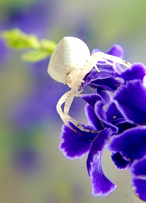 Thomisus citrinellus