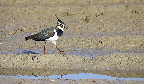 קיווית מצויצת