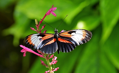 צבעוניות בהדרה.