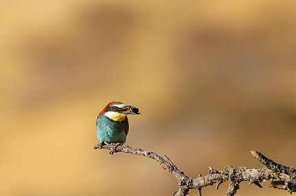 עיניים של רוצח