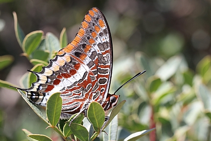 מרקם של פרפר