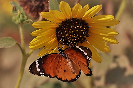 חמנית הבר והפרפר