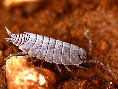 טחבית זריזה | טחבית זריזה  
טחבית  
Porcellionides pruinosus  
סרטנים