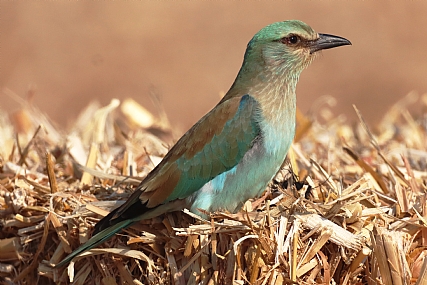 במלוא תפארתו
