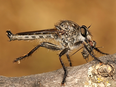 נקבת זבוב טרפן טורפת | נקבת זבוב טרפן טורפת  
נקבת זבוב טרפן  
זבוב טרפן  
זבוב   
זבובים  
טרפניים  
 Asilidae  
Promachus   
 