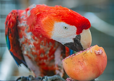 עונת הרימונים