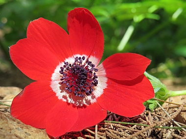 צילום: טל איתן