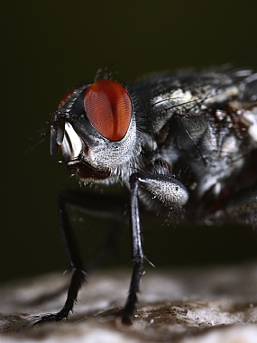 זבוב שחמטן  | זבוב שחמטן  
שחמטנים  
זבוב  
זבובים 