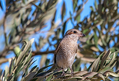 פרופיל חנקן