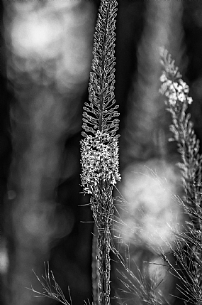 בשורת הסתיו