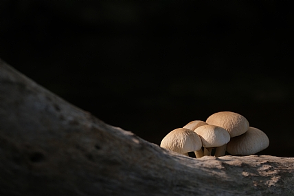 פטריות ליד הנחל