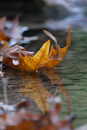 שלכת על הנחל