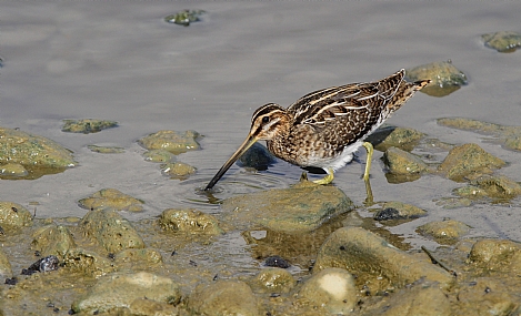 חרטומית ביצות