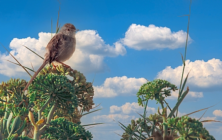 פשוש מחכה לסתיו 