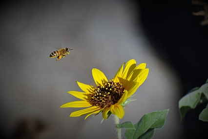 בדרך לעוד פרחים