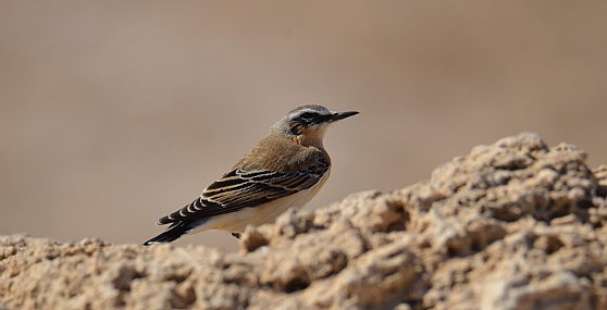 סלעית אירופית