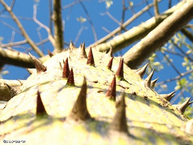 זהירות דוקר