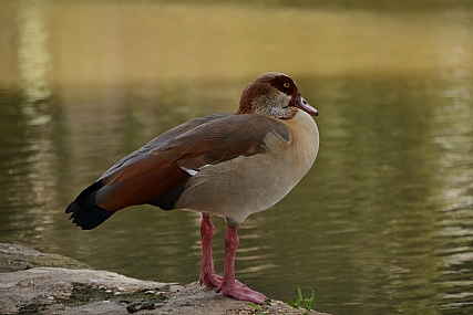 הברווז במנוחה 