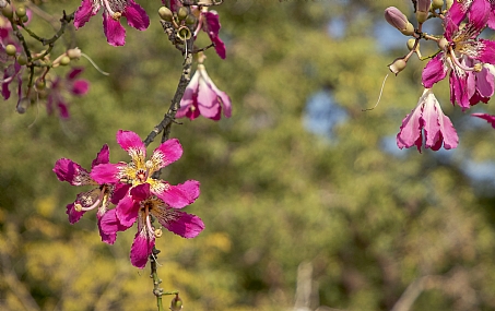 כוריזיה הדורה