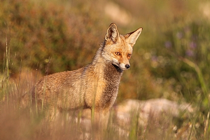מגובה הקרקע