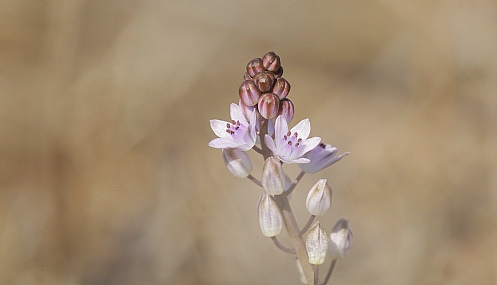 בן חצב סיתווני