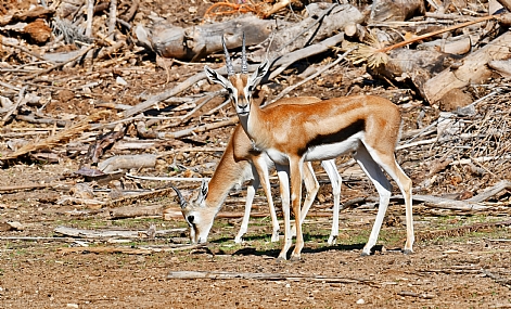 מבטים אלי...