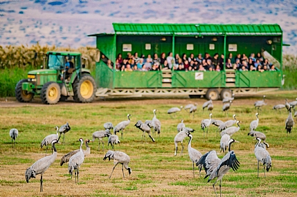 הפרדה מגדרית