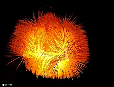 יהושוע הפרוע