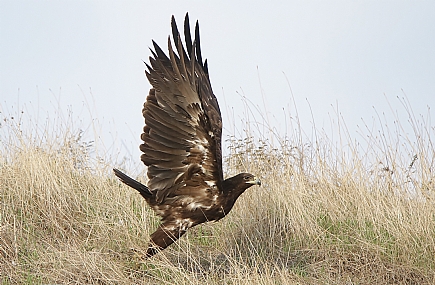 עיט צפרדעים