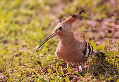 דוכיפת מחפשת