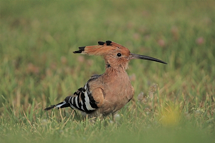 צילום: אביעד  שגב