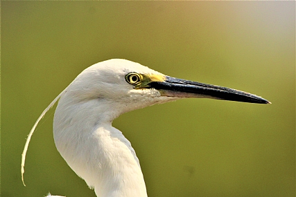 צילום: אביעד  שגב