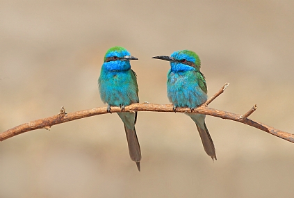 זוג שרקרקים גמדיים