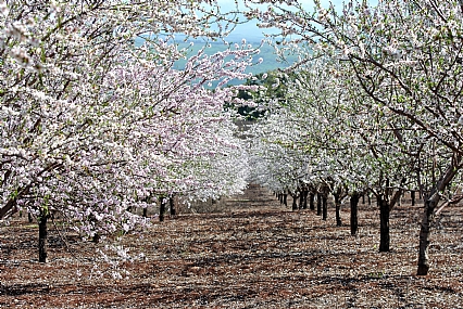 מטע השקדים 1