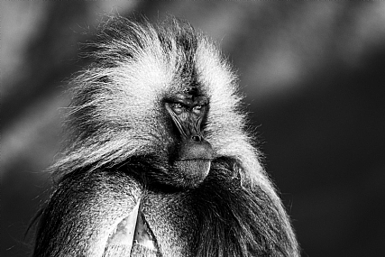 שמורת הרי סימיאן - קוג