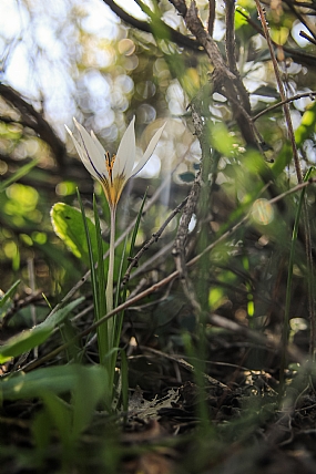 כורכום חורפי בצד הדרך.