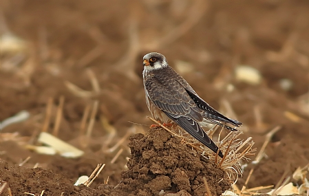 בז ערב צעיר