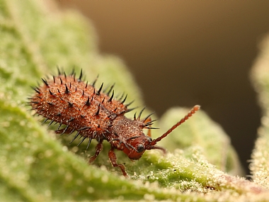 חיפושית עלית הלוטם  | חיפושית עלית הלוטם  
חיפושית עלית  
חיפושית  
עלית הלוטם  
עלית  
עליתיים  
Dicladispa testacea  
חיפושיות 