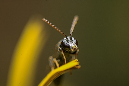 מבטה של דבורת בר.