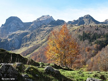 עכשיו זה שלכת