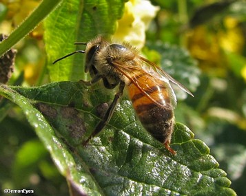 הדבורה מאיה