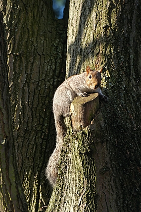 לא תתפוס אותי