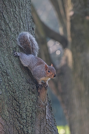יש לך בוטנים?