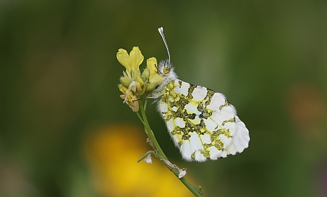כתום כנף המצילתיים