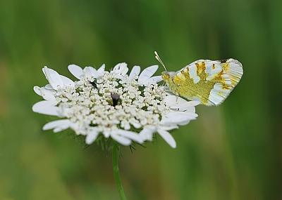 כתום קצה מדברי