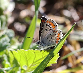 כחליל החומעה