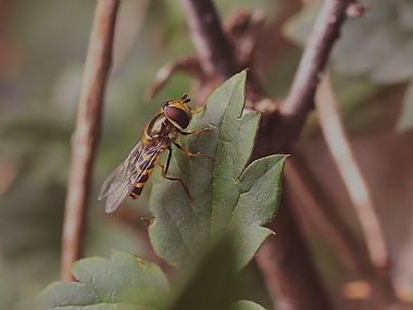 מנוחת הלוחם