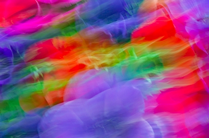 כלניות בתנועה