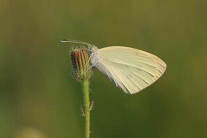 לבנין הצנון